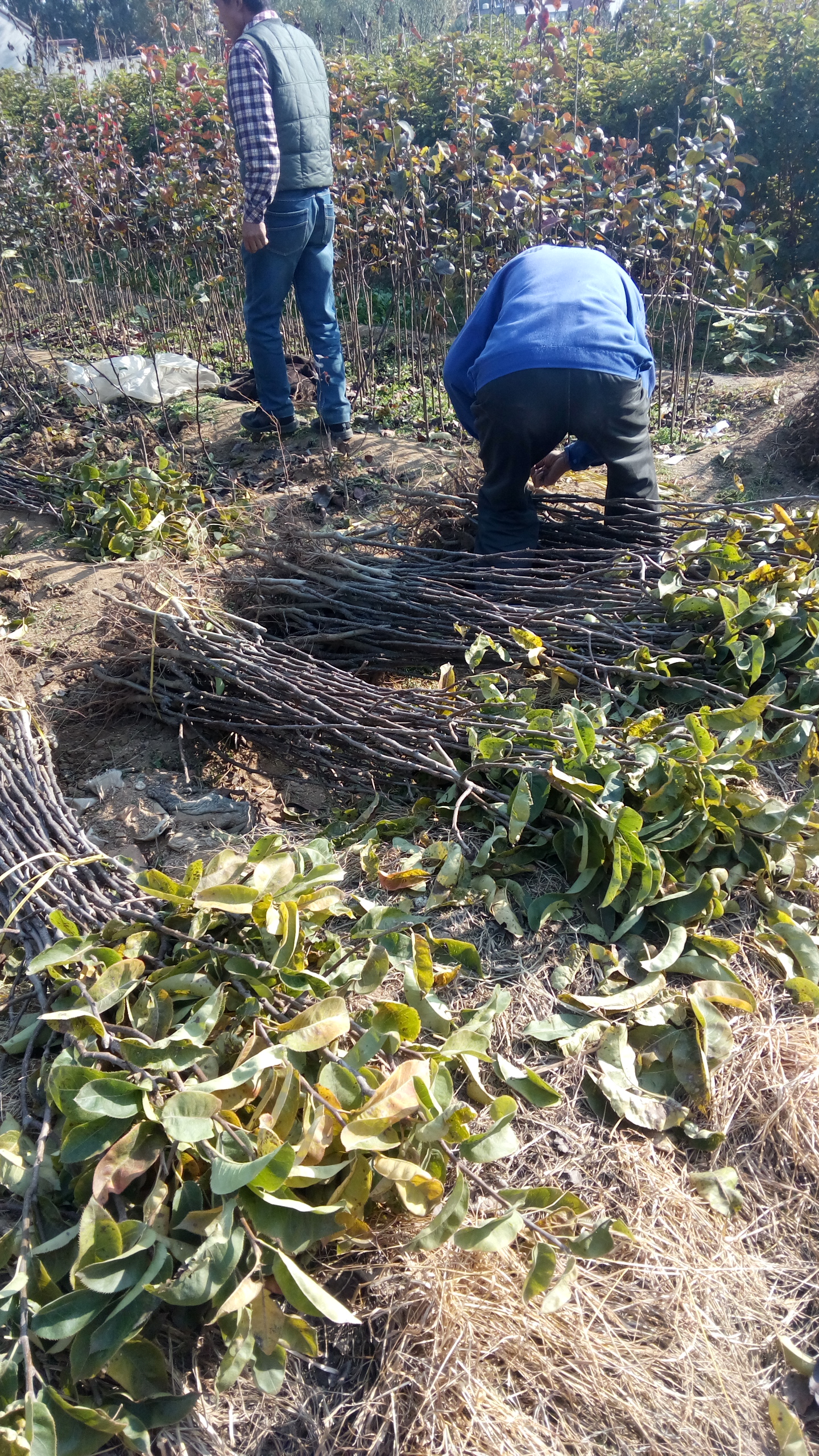 湖北新梨七号梨树苗一公分梨树苗货源地