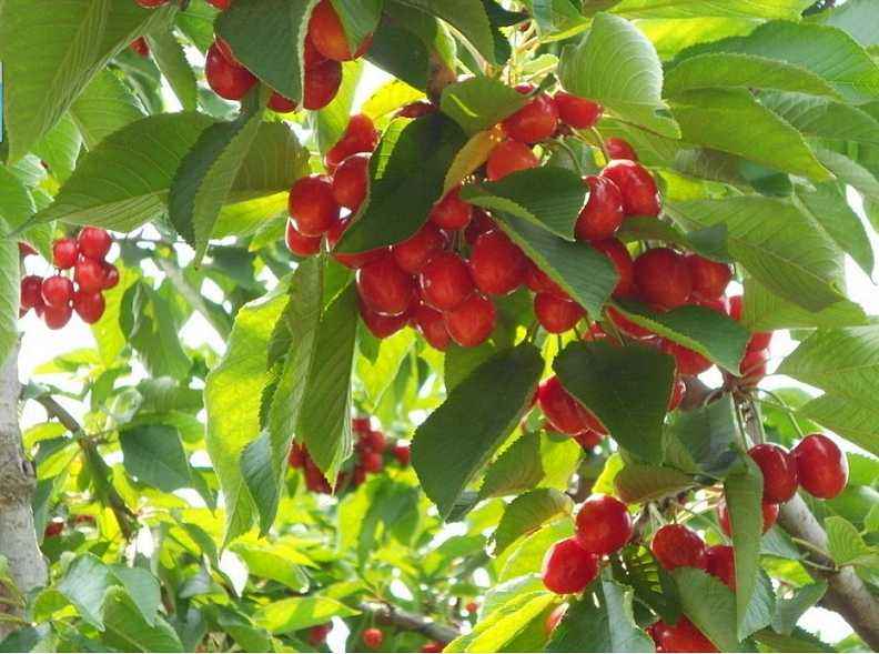 贵州哪里有3公分樱桃苗俄罗斯八号樱桃苗品种
