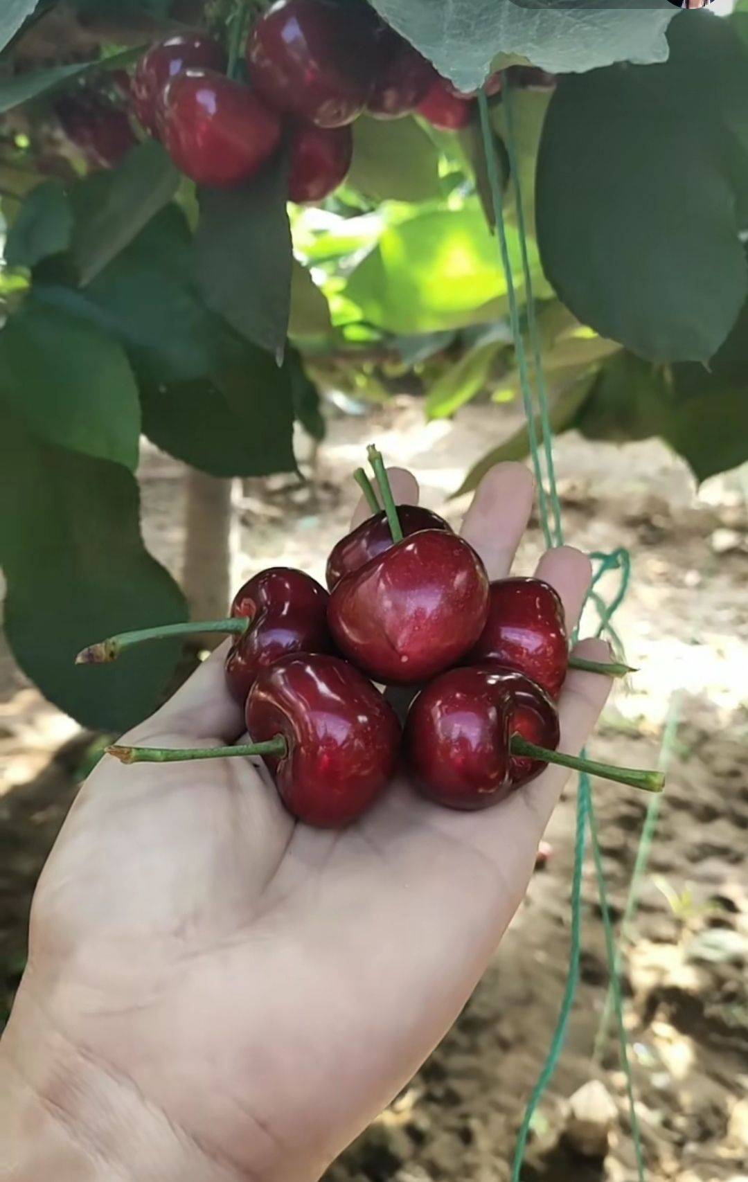 河北嫁接樱桃苗品种岱红樱桃苗现挖现卖