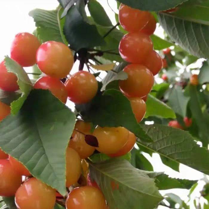 湖北嫁接樱桃苗基地美早樱桃苗介绍种植前景如何