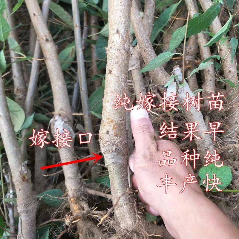 湖北嫁接樱桃苗基地美早樱桃苗介绍种植前景如何