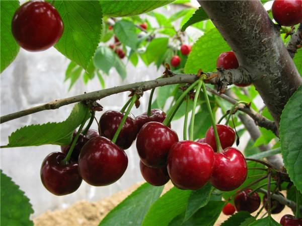 江西哪里有2公分樱桃苗岱红樱桃苗品种