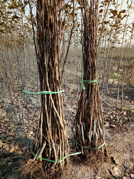 貴州甜紅子山楂苗基地直供山楂苗包結(jié)果