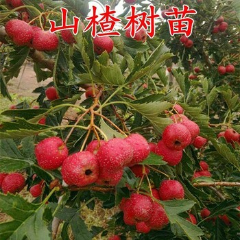 安徽甜紅子山楂苗哪里有賣大型山楂樹苗基地好管理