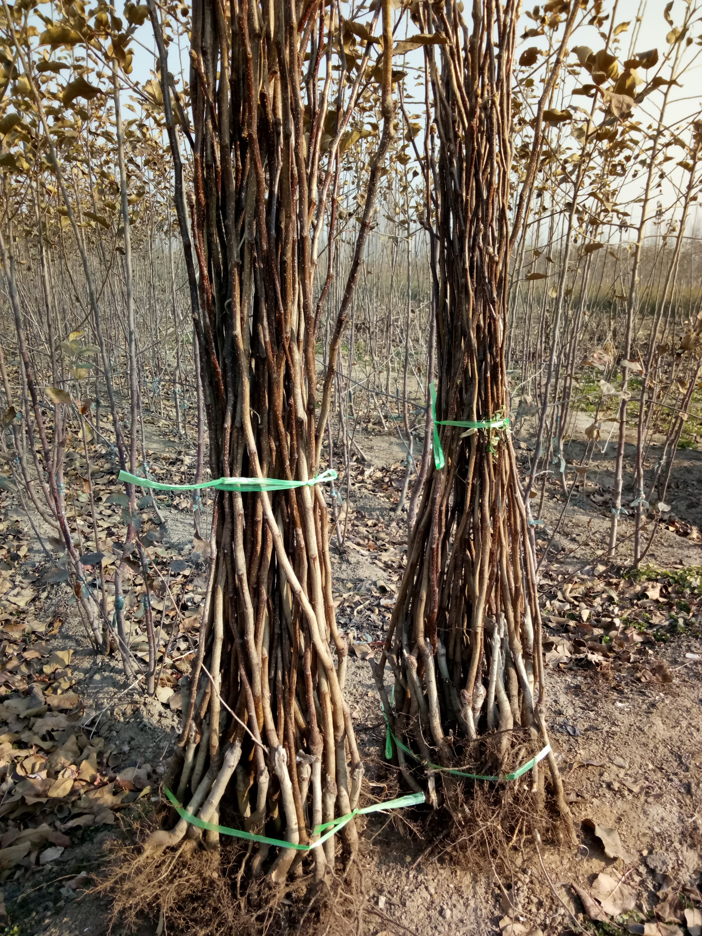 甘肅哪里有山楂苗甜山楂育苗基地品種