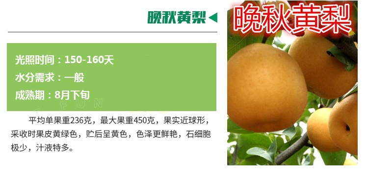 梨树实生苗价格玉露香梨树苗价格量大优惠