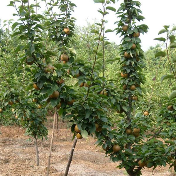 梨树实生苗价格1米梨树苗便宜梨树苗品种介绍