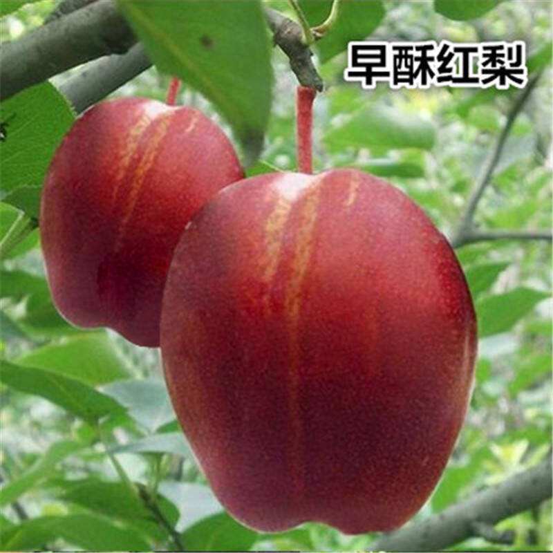梨樹(shù)實(shí)生苗基地晚秋黃梨梨樹(shù)苗批發(fā)基地直供