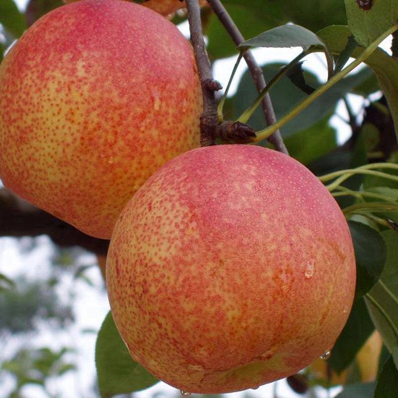 梨树实生苗价格3公分梨树苗价格红香酥梨树苗基地