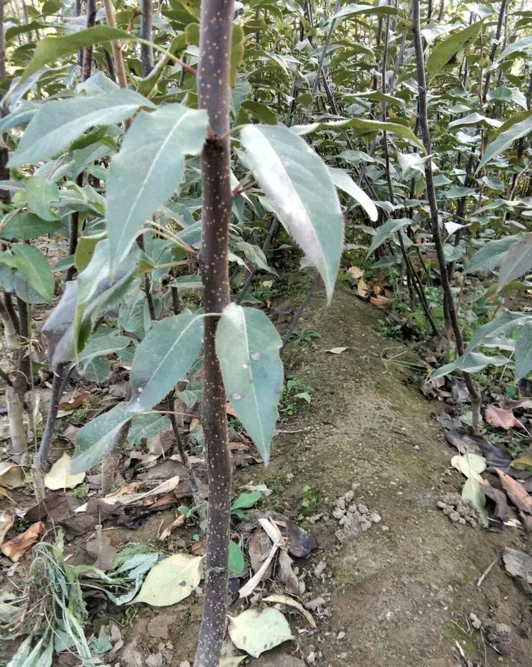 梨樹(shù)實(shí)生苗基地秋月梨樹(shù)苗哪有賣(mài)的包郵寄