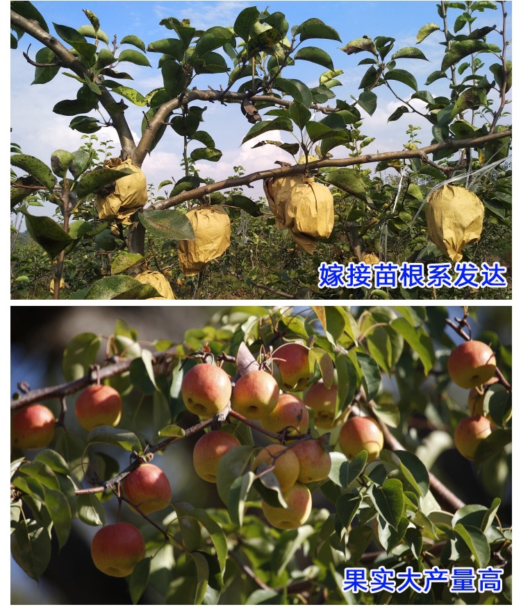 梨树实生苗价格1米梨树苗便宜梨树苗品种介绍