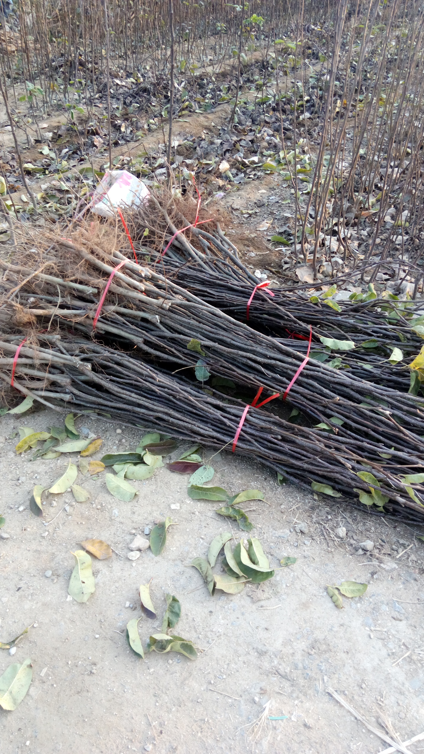 梨树实生苗基地玉露香梨树苗价格嫁接梨树苗基地