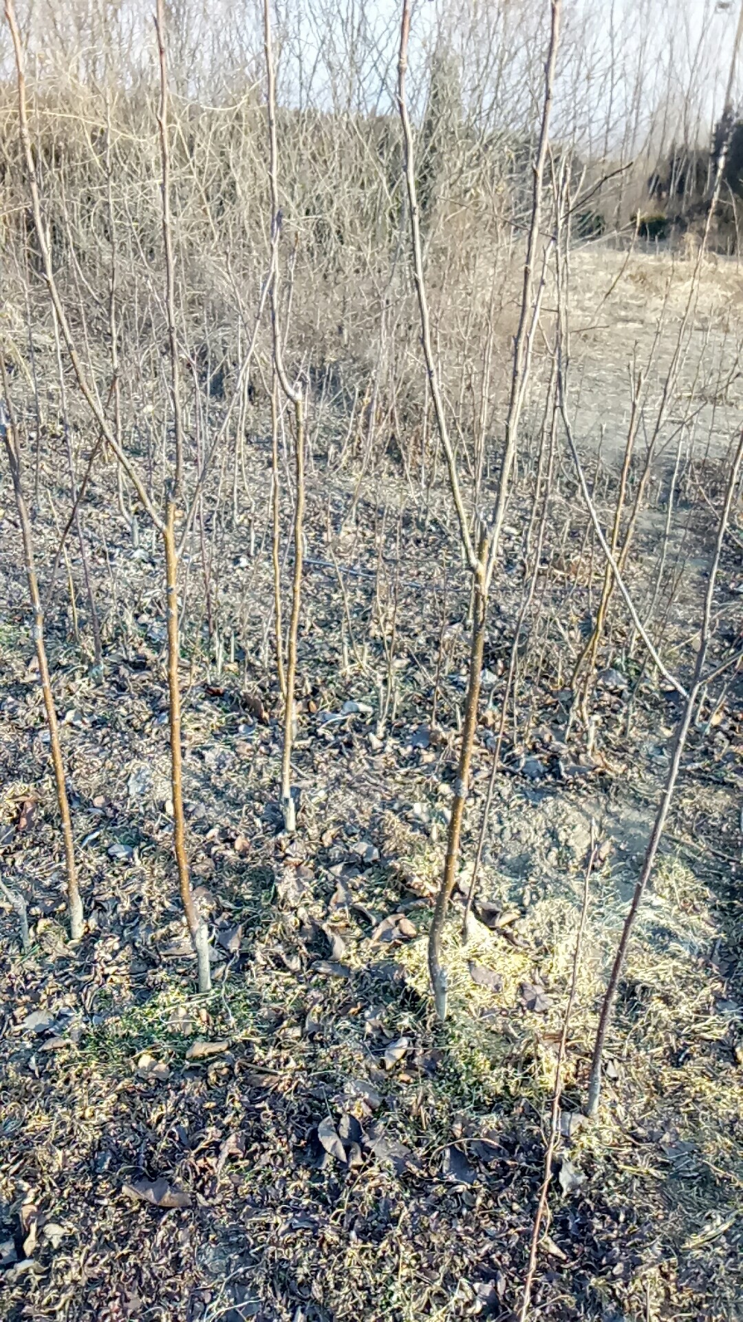 梨树实生苗基地玉露香梨树苗价格嫁接梨树苗基地