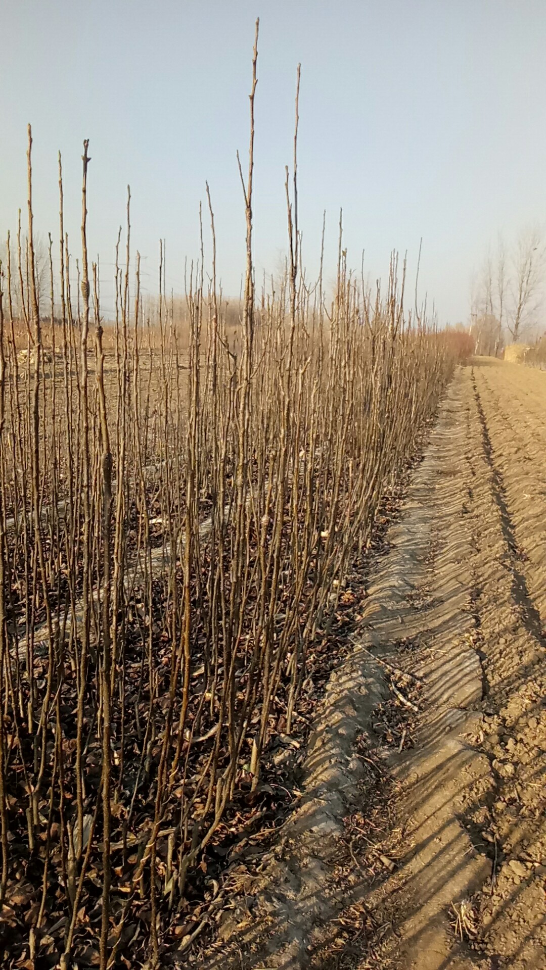 梨树实生苗基地晚秋黄梨梨树苗批发量大优惠