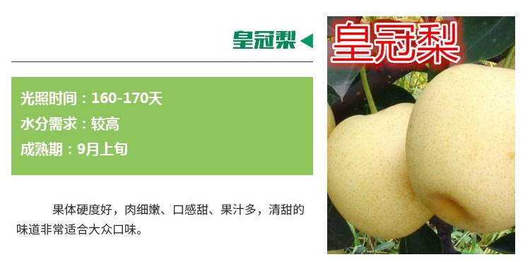 梨树苗新品种哪里有1.5米梨树苗量大优惠