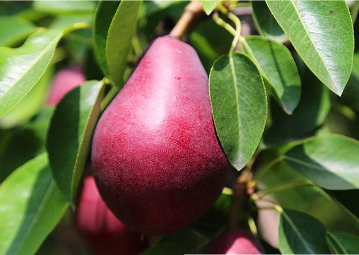 梨树实生苗价格3公分梨树苗价格红香酥梨树苗基地