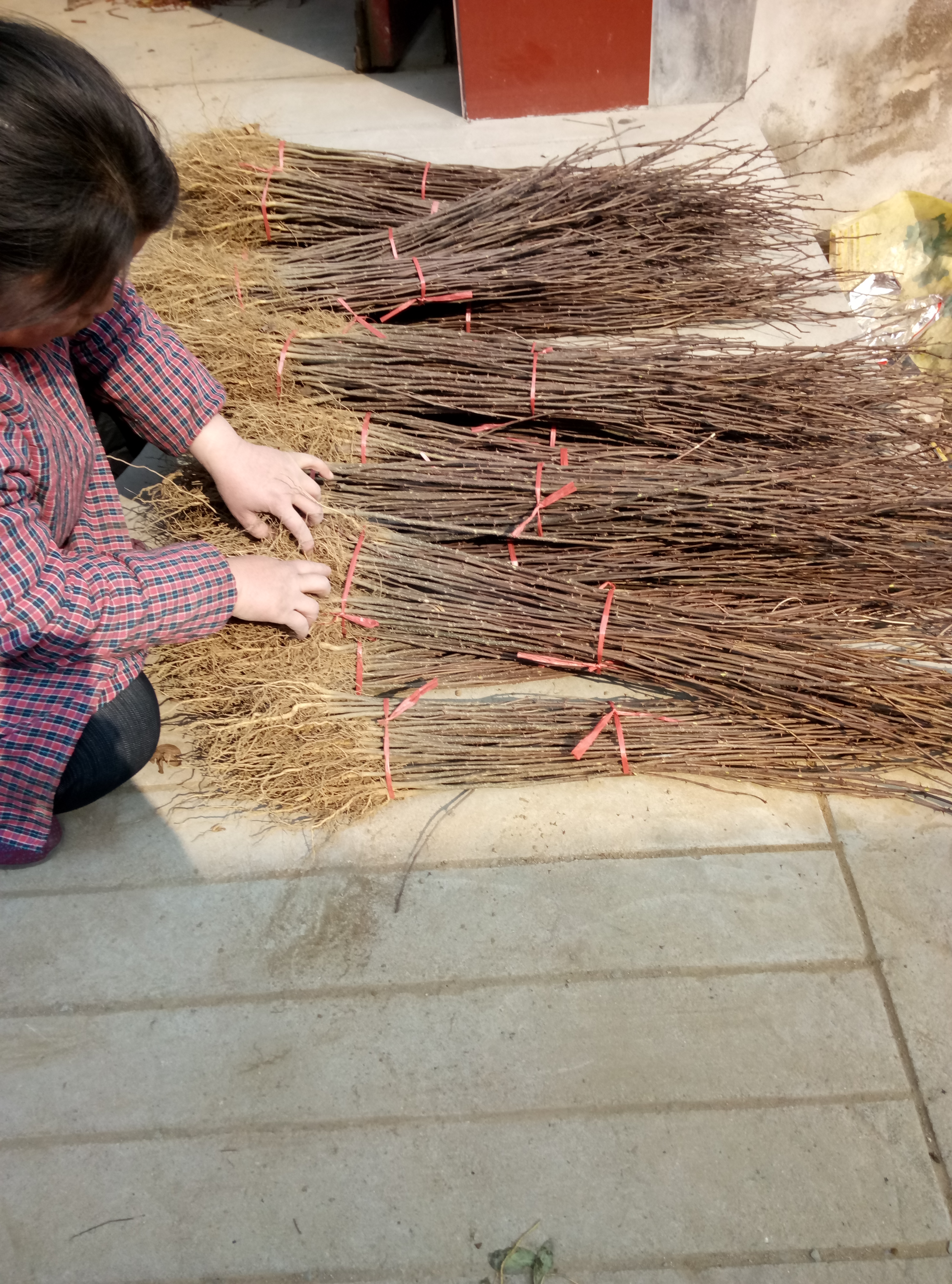 批发大红袍花椒苗基地易管理花椒苗新品种量大优惠