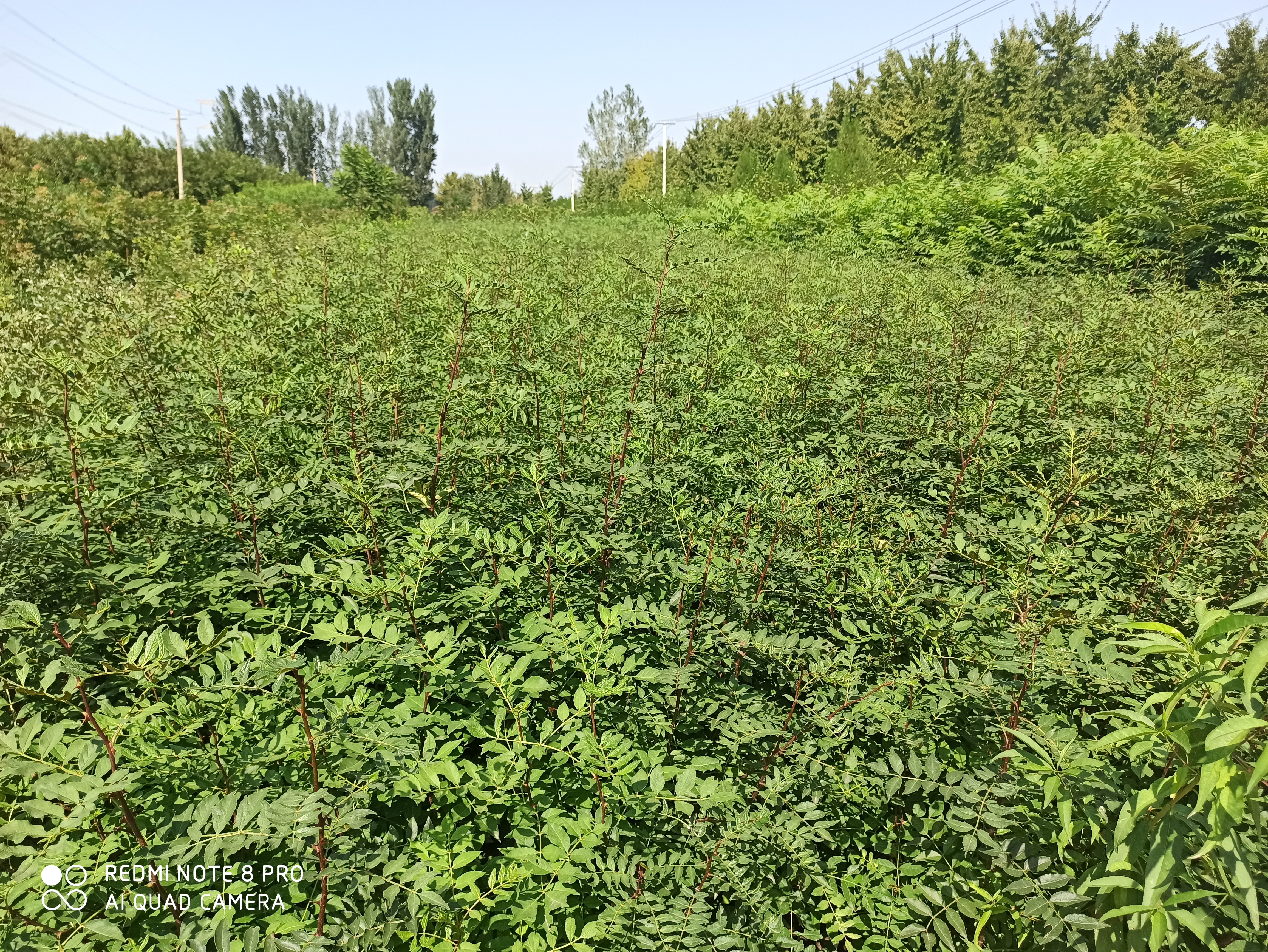 山东花椒苗基地一年生花椒苗价格品种