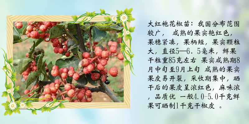 大红袍花椒苗品种易管理花椒苗新品种品种