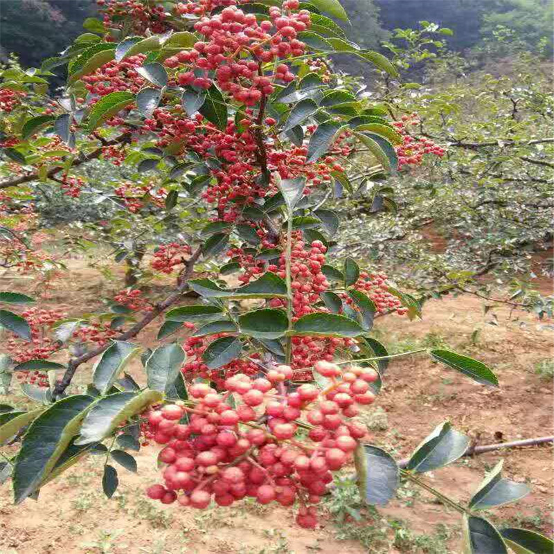 批发大红袍花椒苗基地0.8公分花椒苗出售货源足