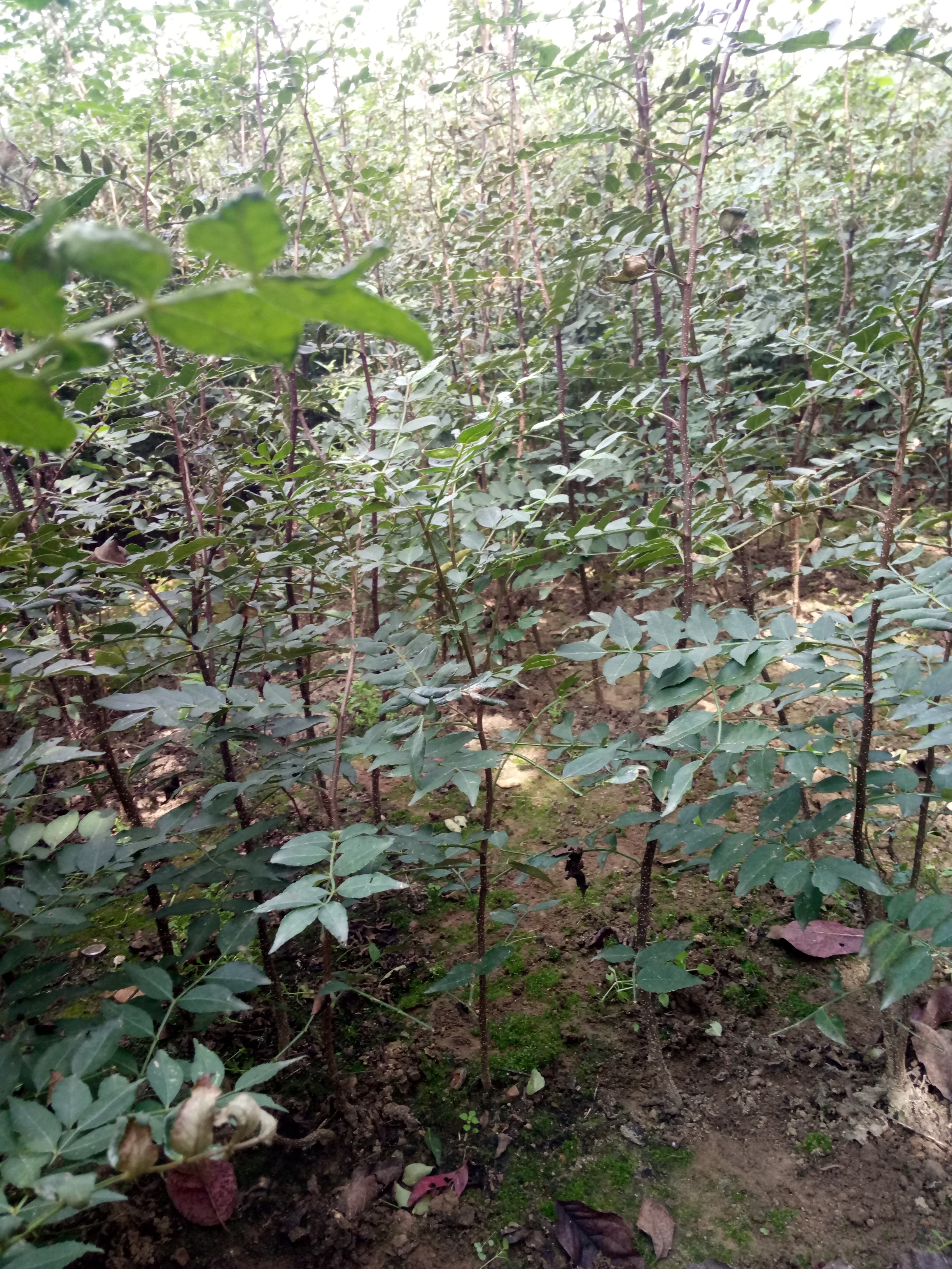 山东花椒苗基地一年生花椒苗价格品种