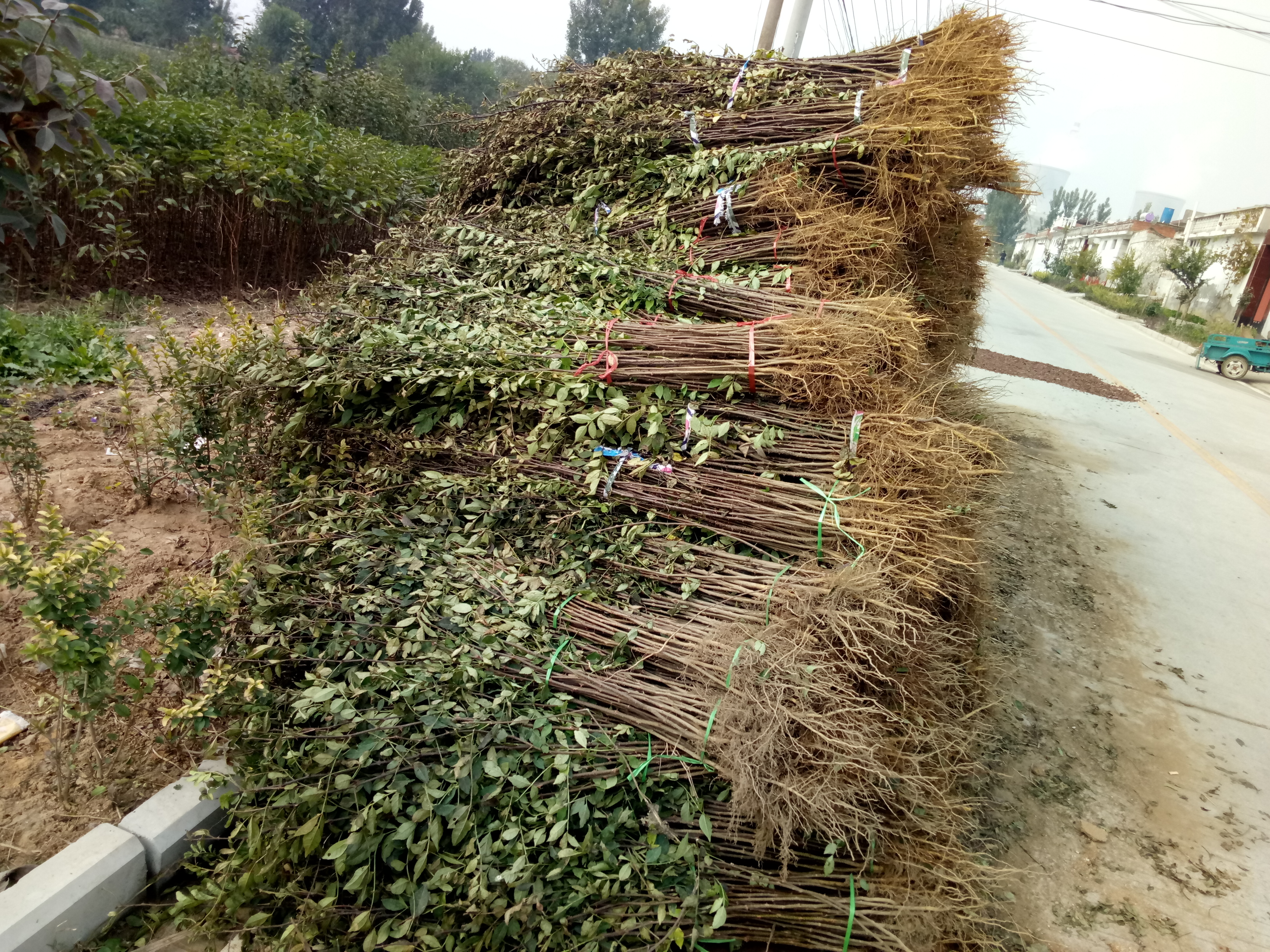 批发花椒苗价格一年生花椒苗价格可实地考察