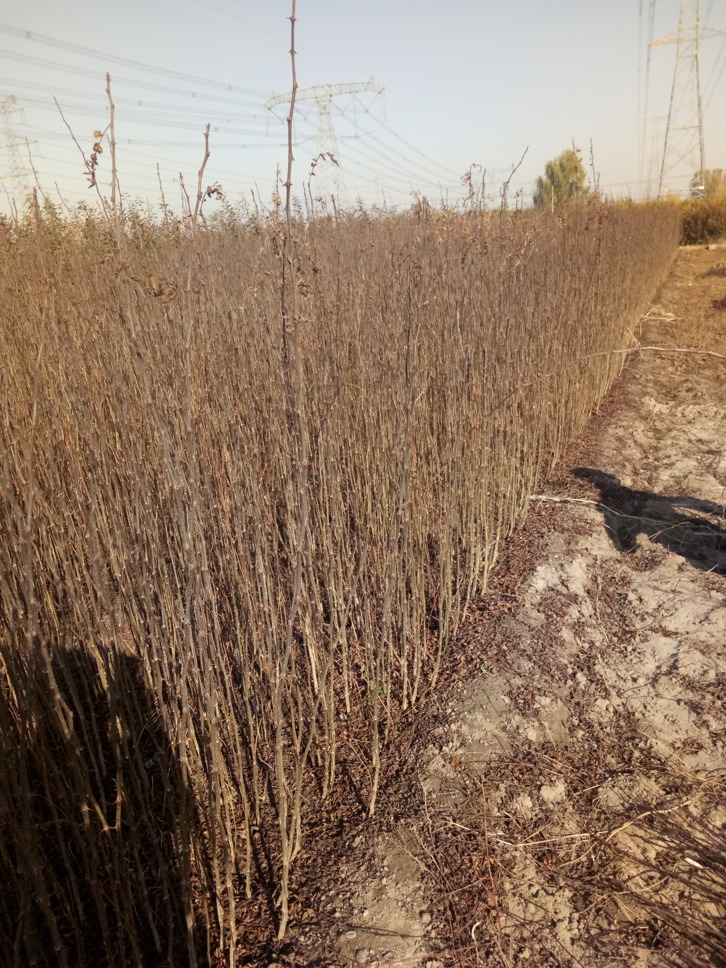 批发大红袍花椒苗基地二年生花椒苗基地新花椒苗上市