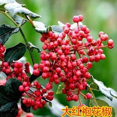 批发花椒苗价格二年生花椒苗基地新花椒苗上市