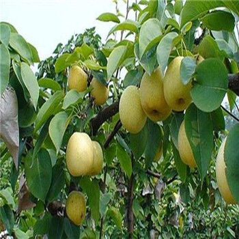 江西贛州1公分梨樹苗幾月份出售紅香酥梨樹苗適合哪里種植