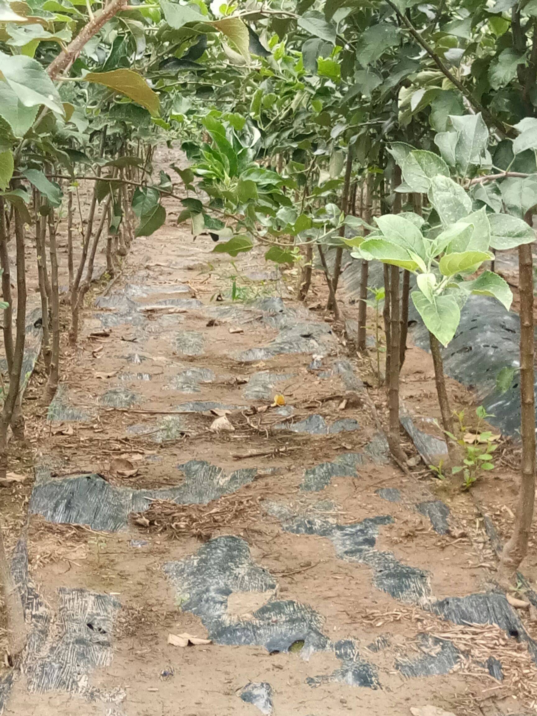 值得信賴海城市紅香酥梨樹苗適合哪里種植中梨4號梨樹苗批發(fā)