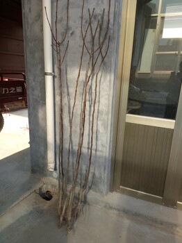 放心苗離石區(qū)2020年梨樹苗零售價格早紅考密斯梨樹苗市場價格