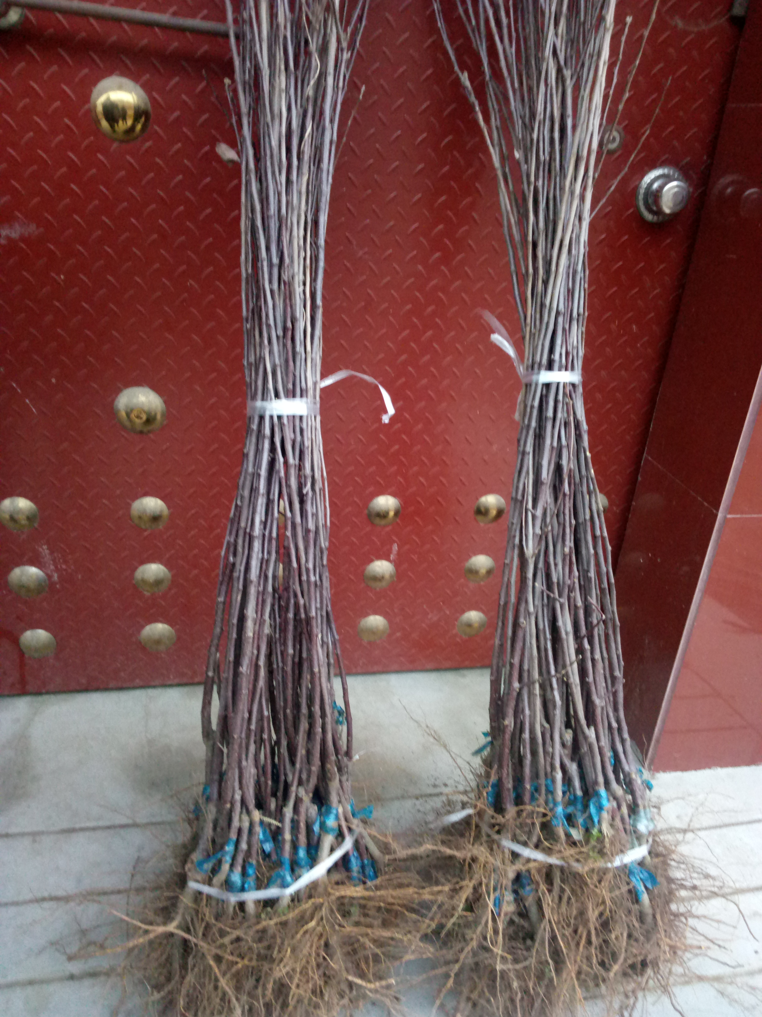 石鼓區煙臺蘋(píng)果苗新品種種植基地紅富士蘋(píng)果苗多少錢(qián)一棵新品種