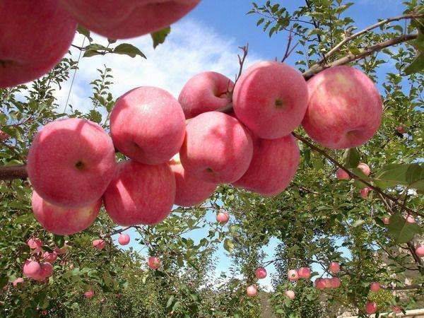 杏花嶺區(qū)紅肉蘋(píng)果苗多少錢(qián)一棵種植基地早熟蘋(píng)果苗新品種種植技術(shù)