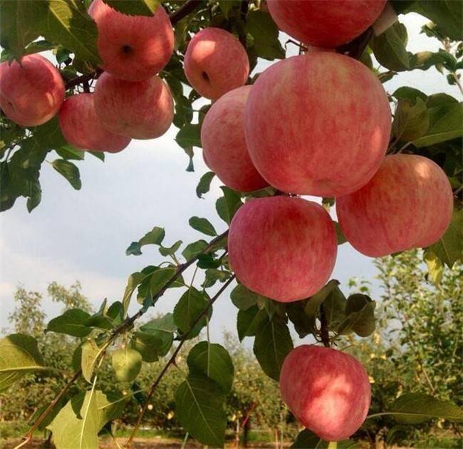 大悟县太极红苹果苗新品种种植基地泰安苹果苗采购几月份出售