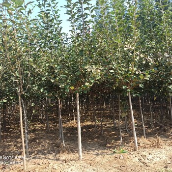 豐南區(qū)煙臺蘋果苗新品種種植基地紅富士蘋果苗多少錢一棵新品種