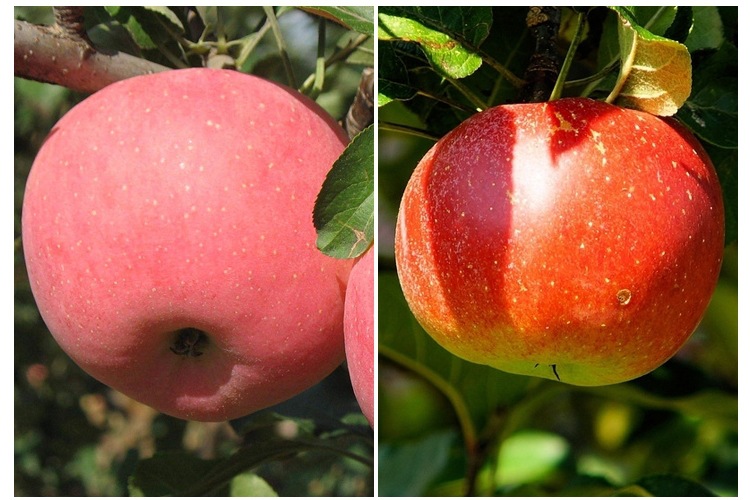 通城县苹果苗新品种众成一号批发云南苹果苗新品种价格