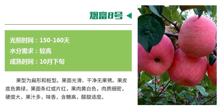 通城县苹果苗新品种众成一号批发云南苹果苗新品种价格
