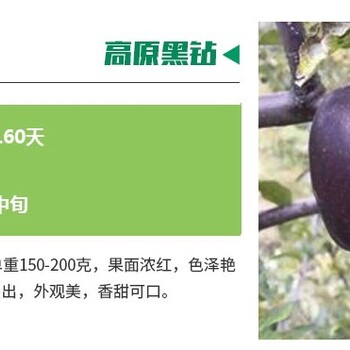 山丹縣寒富蘋果苗多少錢一棵哪里多泰安蘋果苗采購幾月份出售