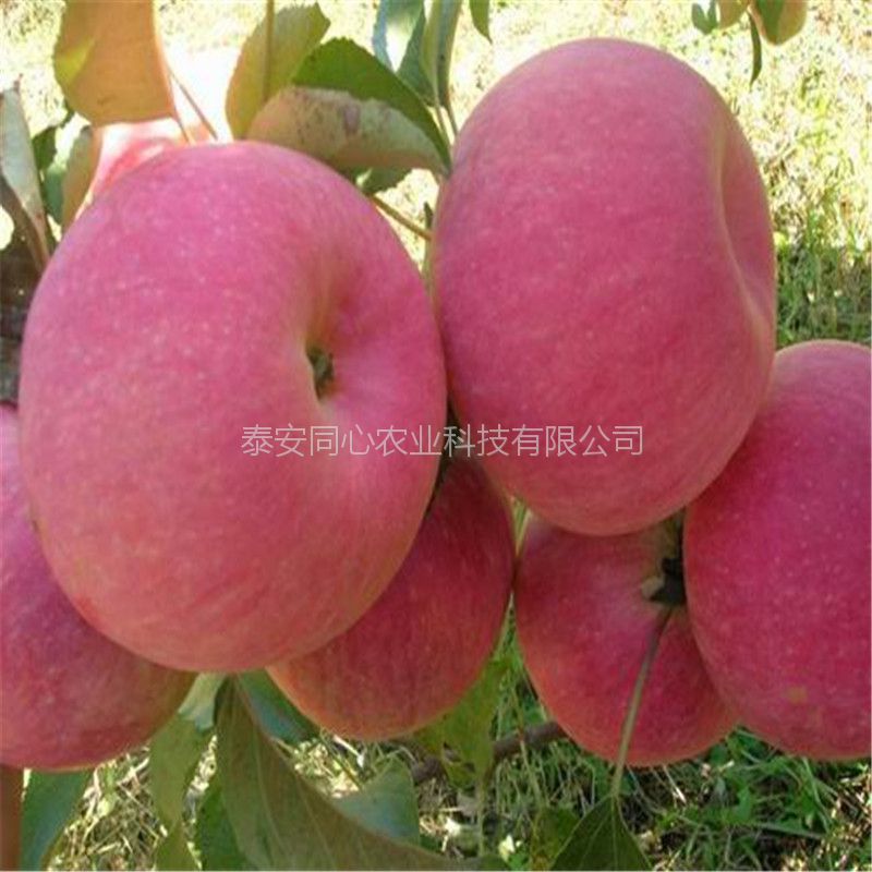 康樂縣矮化蘋果苗多少錢批發(fā)美八蘋果苗多少錢哪里有