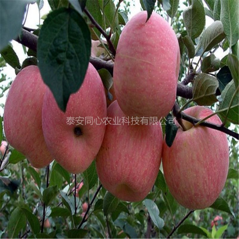 大悟县太极红苹果苗新品种种植基地泰安苹果苗采购几月份出售