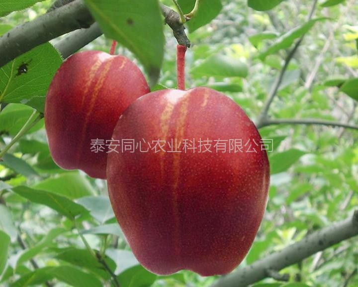 千山區(qū)紅肉蘋果苗多少錢幾月份出售