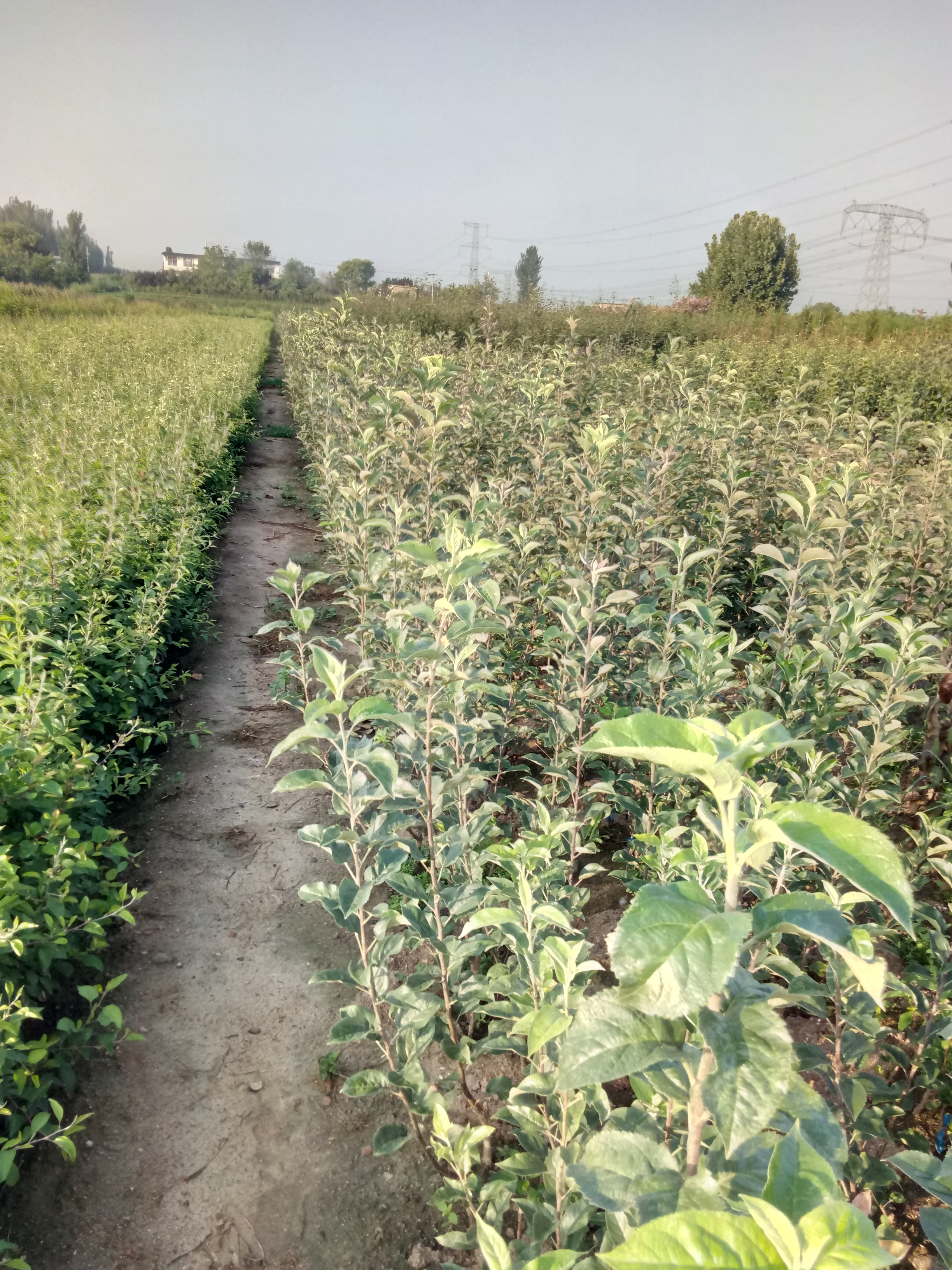千山區(qū)紅肉蘋果苗多少錢幾月份出售