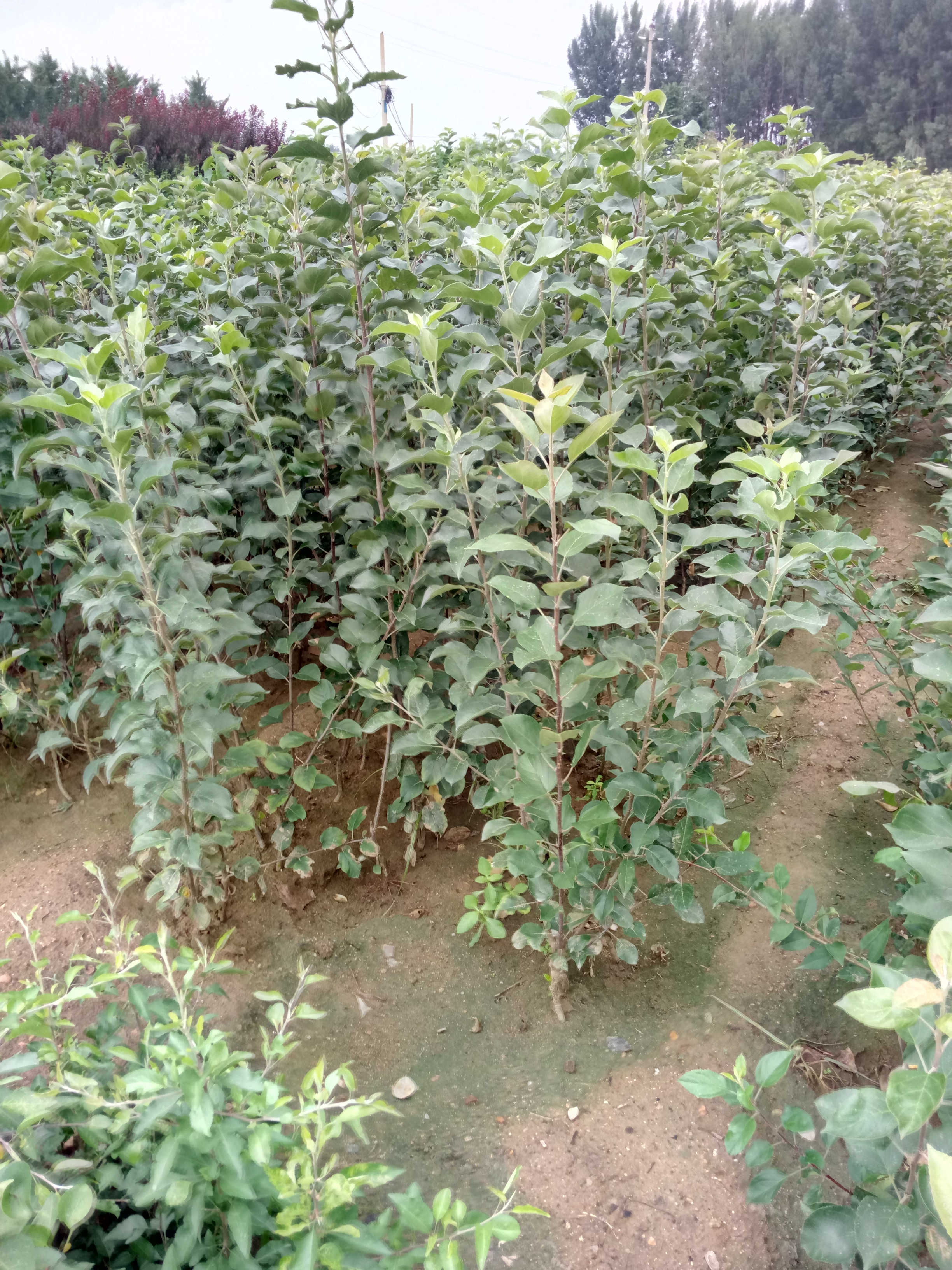 千山區(qū)紅肉蘋果苗多少錢幾月份出售