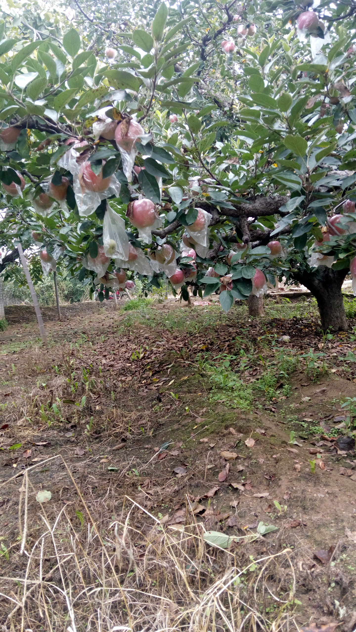 千山區(qū)紅肉蘋果苗多少錢幾月份出售