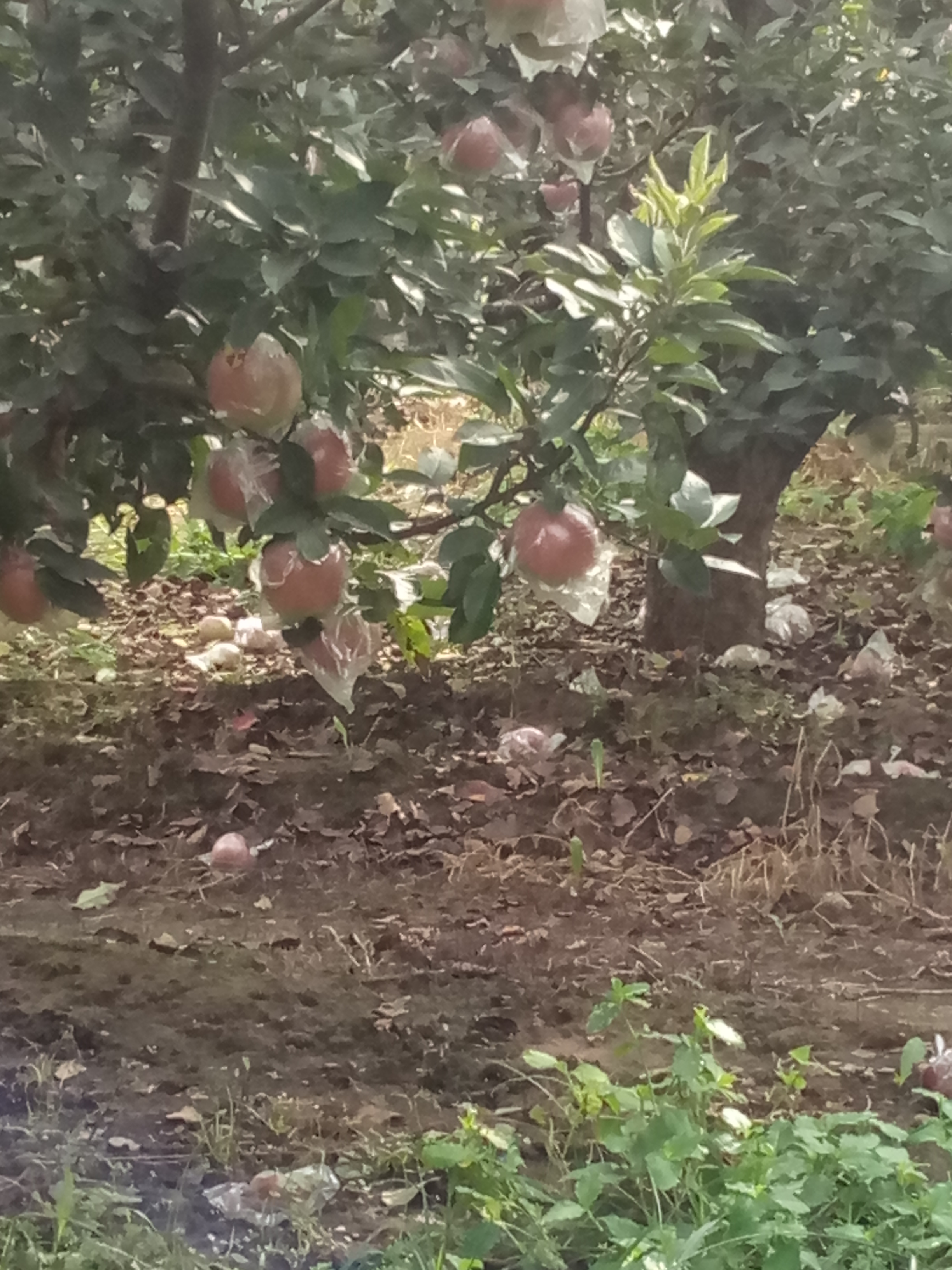 大悟县太极红苹果苗新品种种植基地泰安苹果苗采购几月份出售