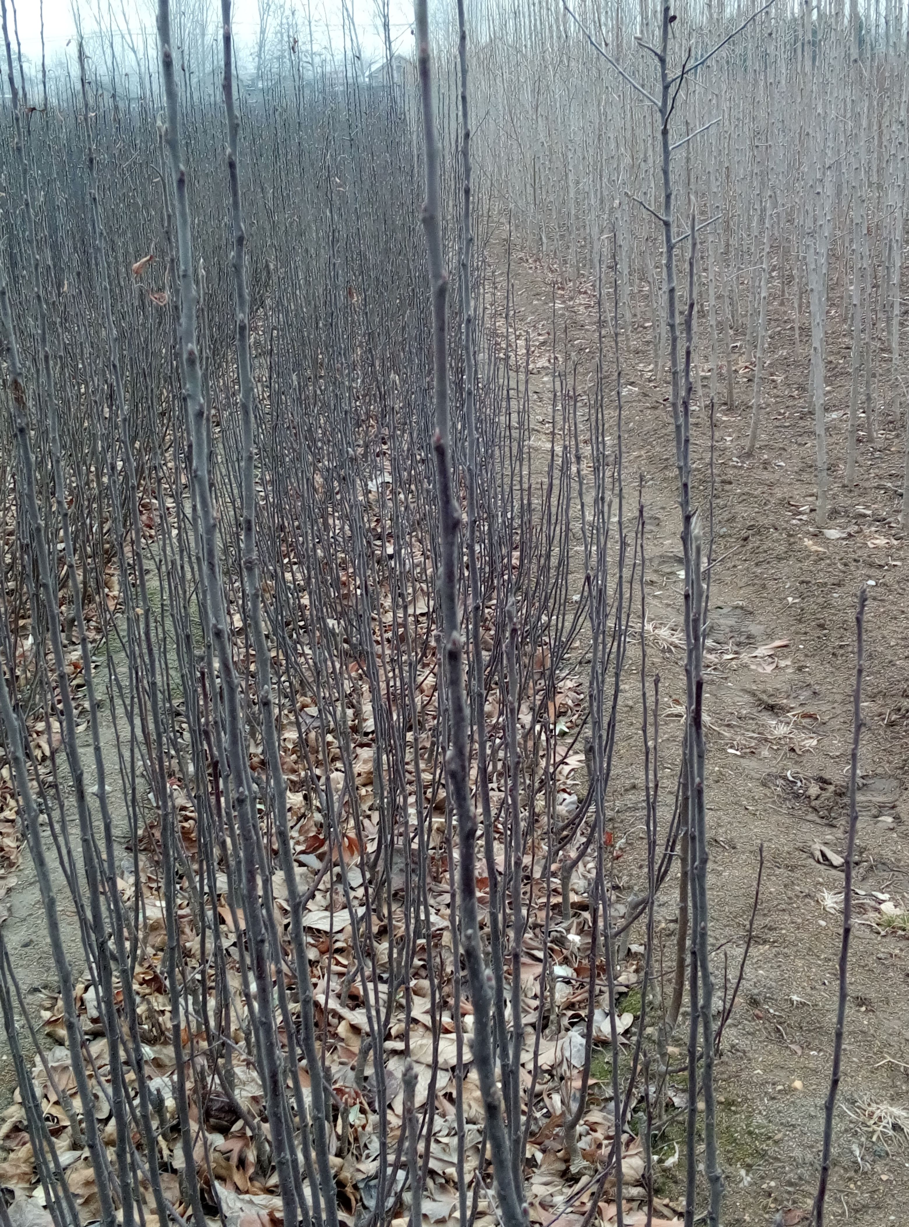 大悟县太极红苹果苗新品种种植基地泰安苹果苗采购几月份出售