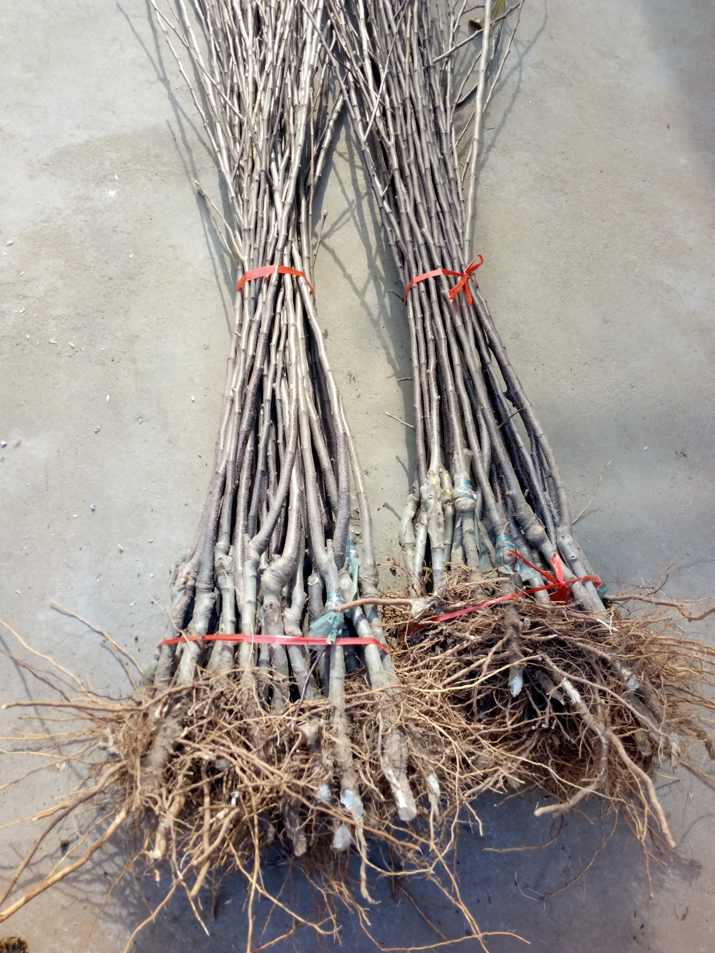豐南區(qū)煙臺(tái)蘋(píng)果苗新品種種植基地紅富士蘋(píng)果苗多少錢一棵新品種