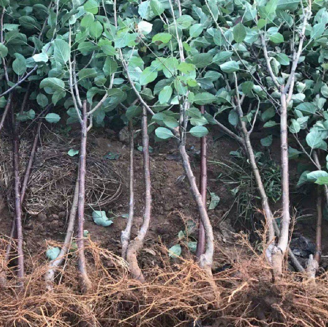 石鼓區煙臺蘋(píng)果苗新品種種植基地紅富士蘋(píng)果苗多少錢(qián)一棵新品種