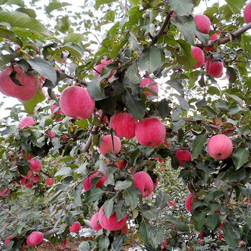 靖远县红肉苹果苗多少钱一棵种植基地泰安苹果苗采购几月份出售