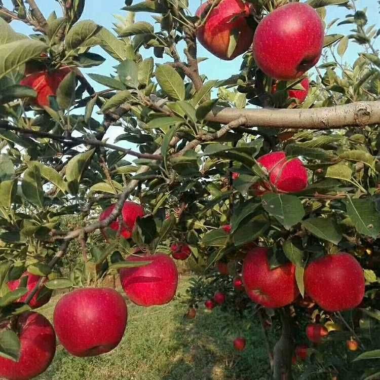 大悟县太极红苹果苗新品种种植基地泰安苹果苗采购几月份出售